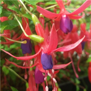 Fuchsia (Hardy) Magellanica 'Aurea'